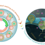 Interfacial Energy-Mediated Bulk Transport Across Artificial Cell Membranes: A Game-Changer in Biotech