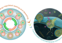 Interfacial Energy-Mediated Bulk Transport Across Artificial Cell Membranes: A Game-Changer in Biotech