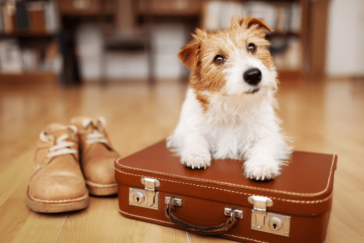 Content image for A Complete Guide to Traveling with Pets